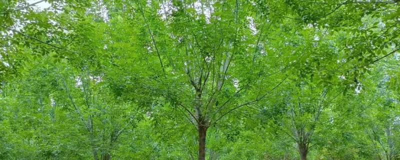 白蜡的产地是广西吗,原产地不是广西