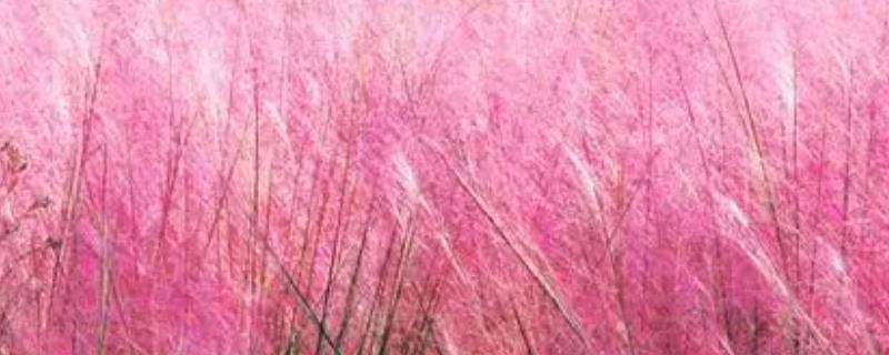 什么是粉黛子草，别称毛芒乱子草