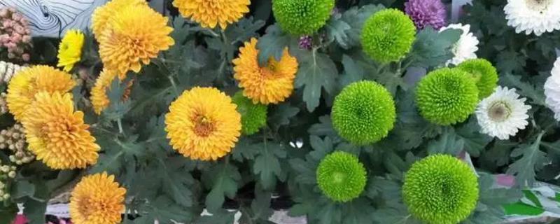 乒乓球花怎么养殖，每天要晒光6-8小时