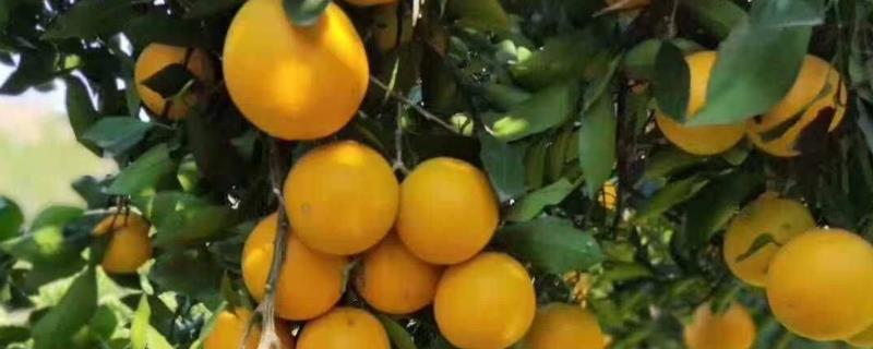 正宗麻阳冰糖橙的价格，批发价每斤需要1-2.2元左右