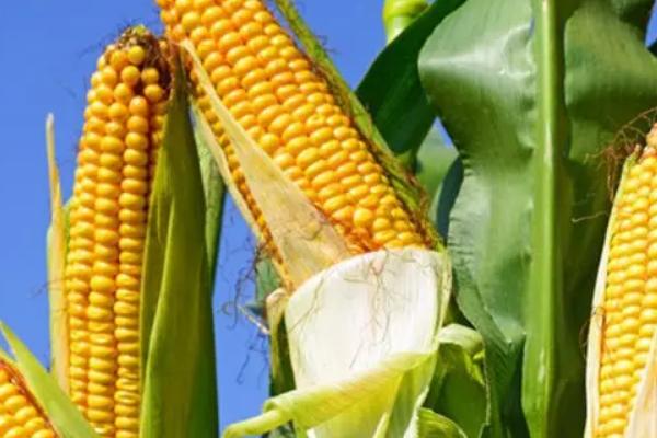 先玉045玉米种子特点，及时防治病虫草害