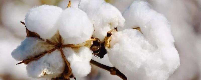 鲁棉696棉花品种的特性，单价转抗虫基因常规春棉品种