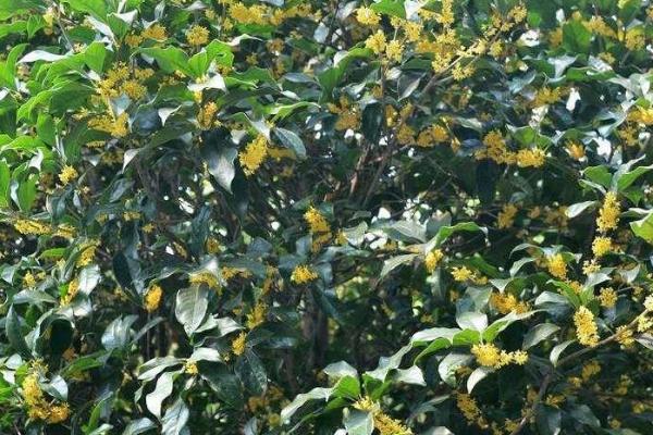 桂花树的插枝方法，气温稳定在25℃左右进行