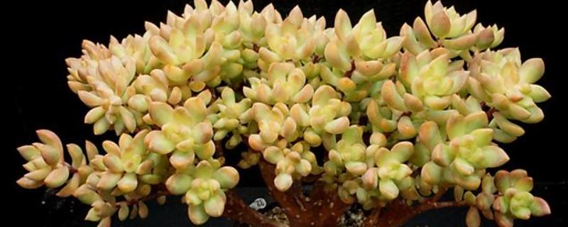 如何养殖黄丽多肉，春秋季节每隔10天浇一次水