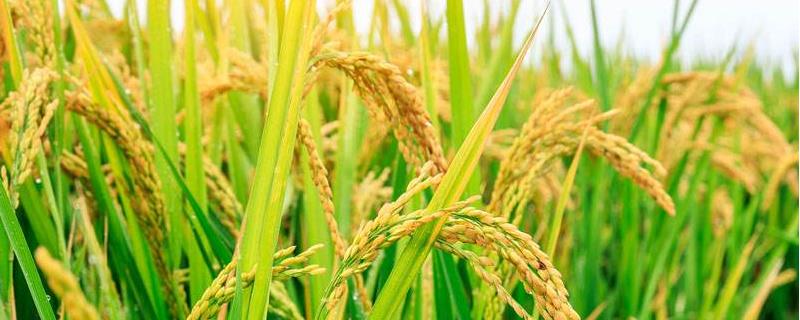 V两优777水稻品种简介，早稻全生育期128.5天
