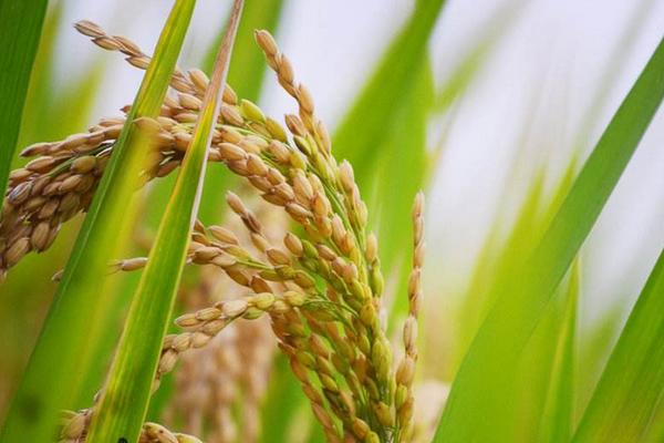 华航57号水稻种子特点，中抗白叶枯病（IV型菌3级