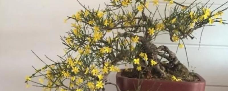 玉兰花的盆栽方法，等土壤变干时再浇水