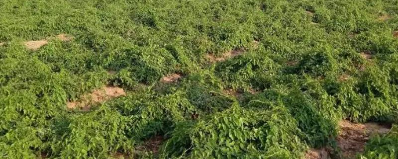 山药的种植时间，3-4月时种植为佳