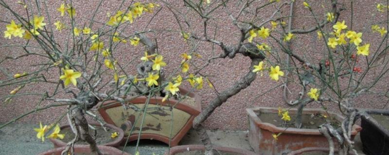 迎春花春季修剪方式，要剪除残花保留芽眼