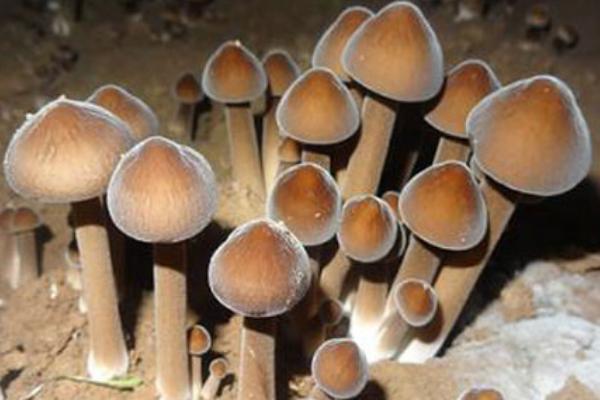 鸡枞菌的种植方法，需要先养殖白蚁