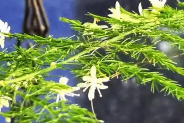 文竹开花是不是好兆头，是吉祥的好兆头