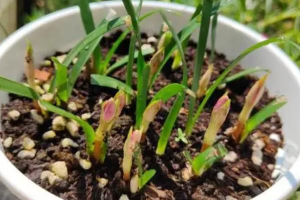 风雨兰种球的种植时间，以春季、夏季为宜