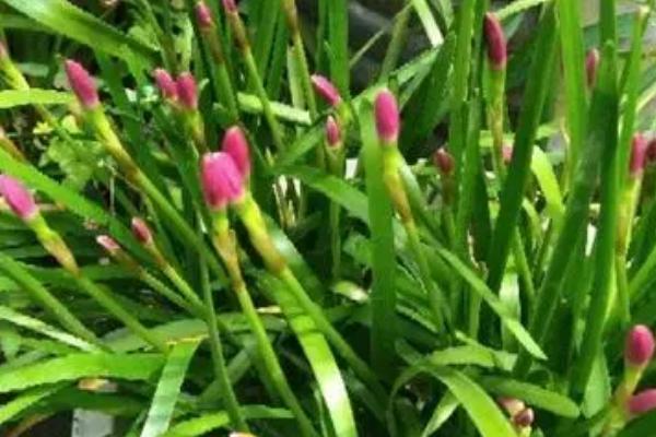 风雨兰种球的种植时间，以春季、夏季为宜