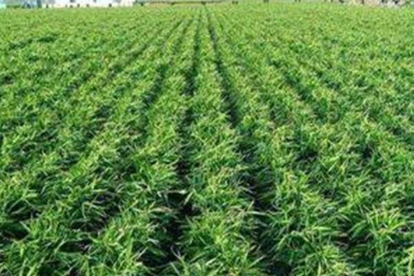 生姜常见的施肥误区，尽量避免以下4个误区