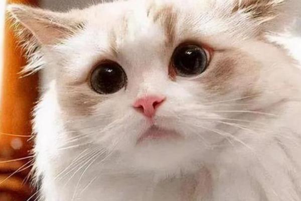猫咪眼睛发炎的原因及防治方法，饮食不当或眼部疾病都会导致