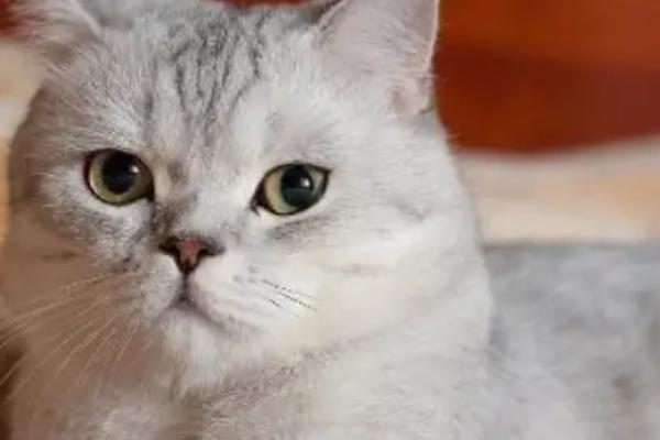猫咪眼睛发炎的原因及防治方法，饮食不当或眼部疾病都会导致