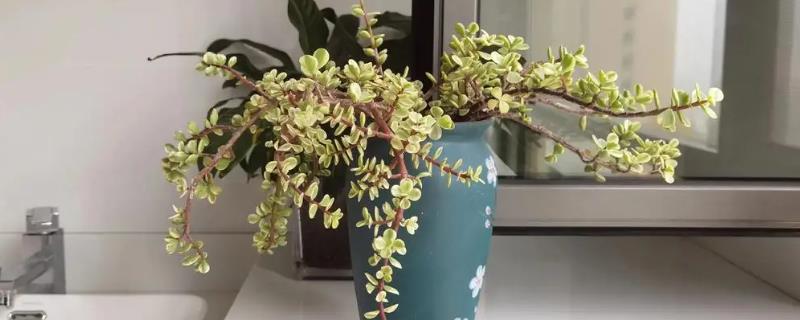 雅乐之舞的扦插季节，春秋季均可进行