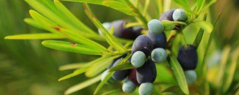 裸子植物和被子植物有什么共同点，二者均具有根、茎、叶等组织