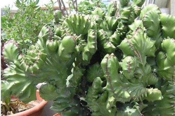 麒麟掌为什么会腐烂,温度、水分、气候、光照不适均会导致