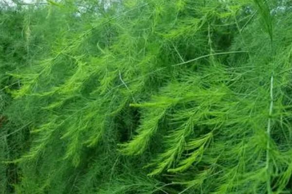 芦笋如何定植，通常在5月下旬进行