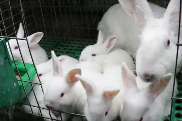 兔子的常见疾病及防治方法，常见的有伤风、伤食等