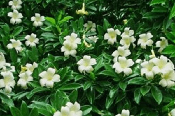 非洲茉莉好不好养，环境适应性很强非常好养