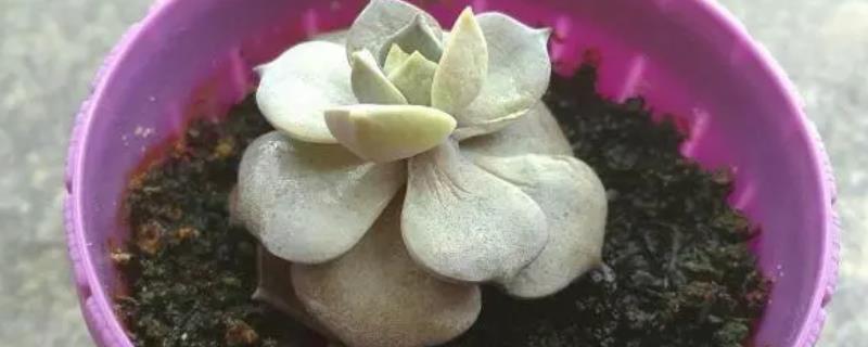 多肉叶片干瘪的原因，可能是受到暴晒、缺水、施肥不当等因素造成