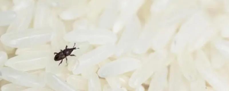 打麦牛虫用什么药，一般用磷化铝做蒸熏处理