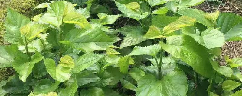 桑树的栽培方法，以冬天和早春种植较好