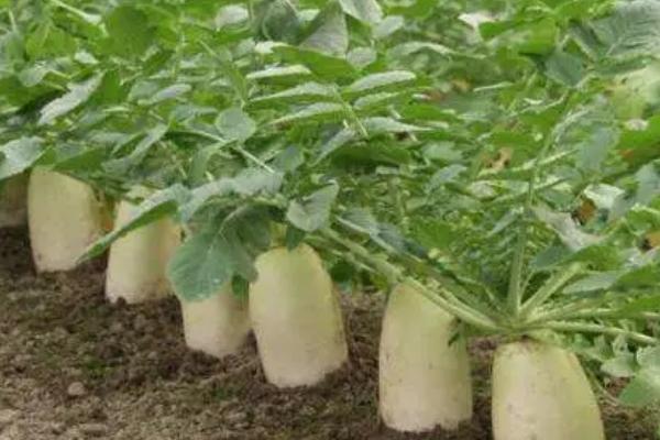 萝卜黑心病怎么防治，用温水浸种20分钟再播种可以起到消毒效果
