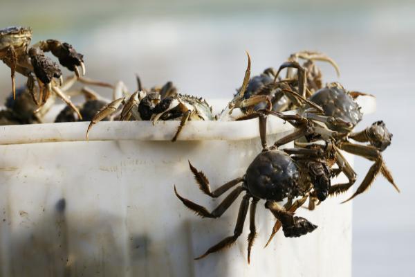 螃蟹不打氧可以活多长时间，不打氧一般能活4个小时左右
