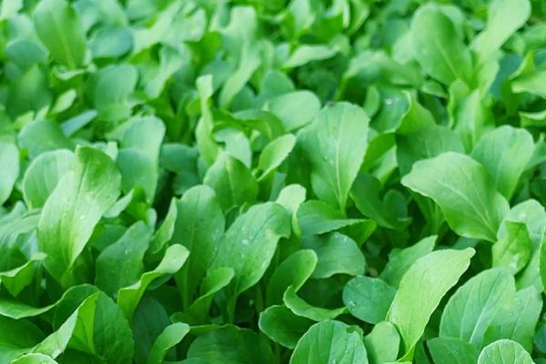 口感最好小白菜品种有哪些,常见的有紫菘三号、白玫瑰白菜等