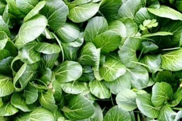 口感最好小白菜品种有哪些,常见的有紫菘三号、白玫瑰白菜等