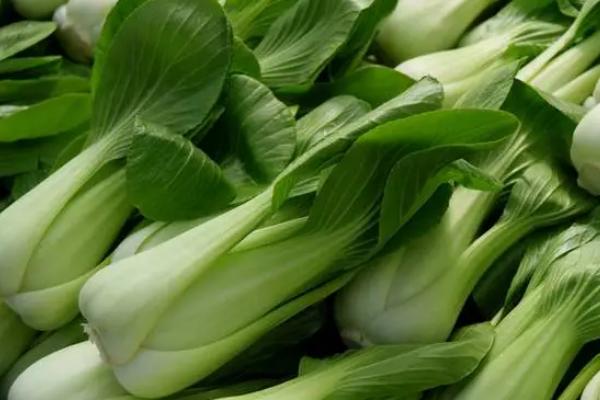 口感最好小白菜品种有哪些,常见的有紫菘三号、白玫瑰白菜等
