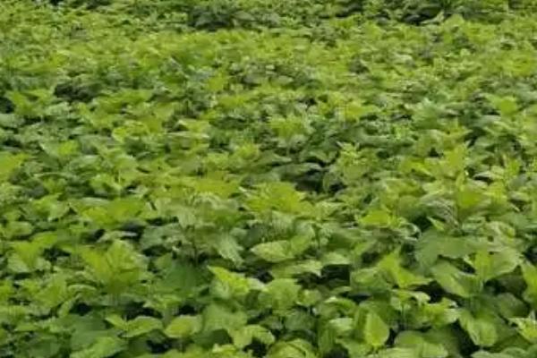 桑树的栽培方法，以冬天和早春种植较好