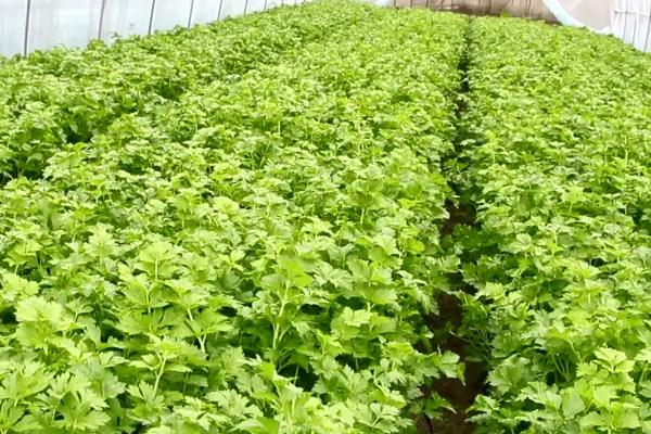 芹菜的施肥方法，在生长中对氮元素的需求最高