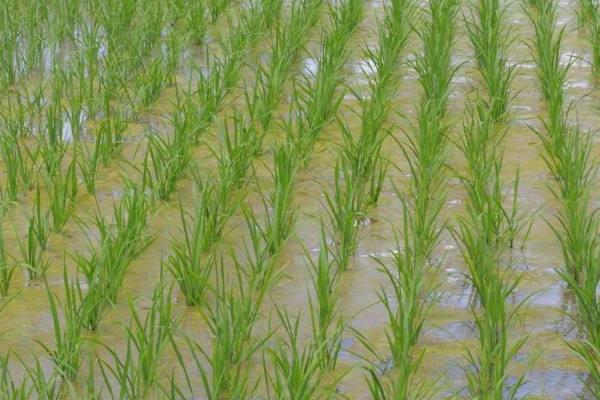 天两优3000水稻种子特点，全生育期137.5天