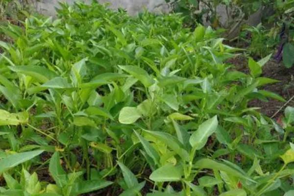 空心菜种植多久采收，35-45天就可采收