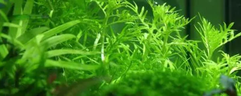 雪花草水草好不好养，注意高温便好养