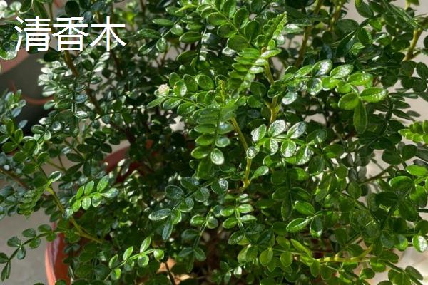 清香木和胡椒木有什么区别，气味、叶片和果实均不同
