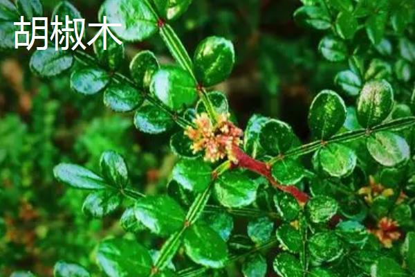 清香木和胡椒木有什么区别，气味、叶片和果实均不同