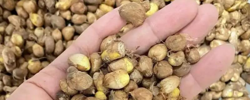 香雪兰如何催芽，常见以下4种方法