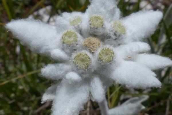 雪绒花的花语，寓意勇敢坚韧、玲珑可爱等