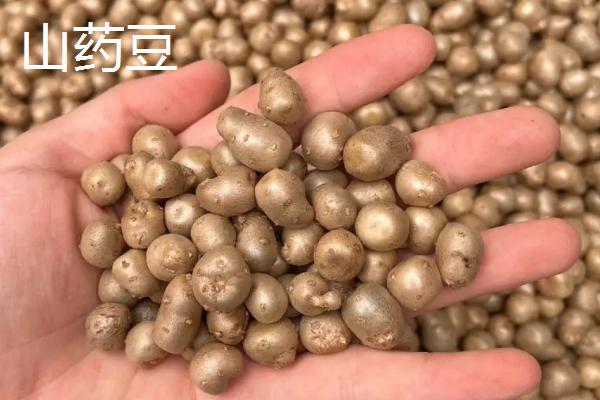 山药豆和山药有什么区别，所属部位和形态均不同