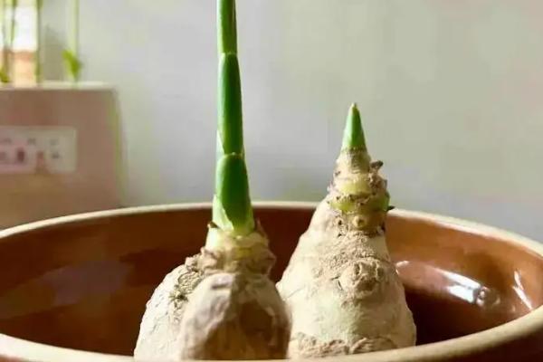 水培姜的种植方法，首先需要选用健康且优良的生姜