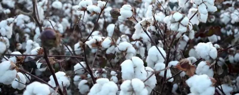 瑞棉3号棉花种子特征特性，高抗棉铃虫