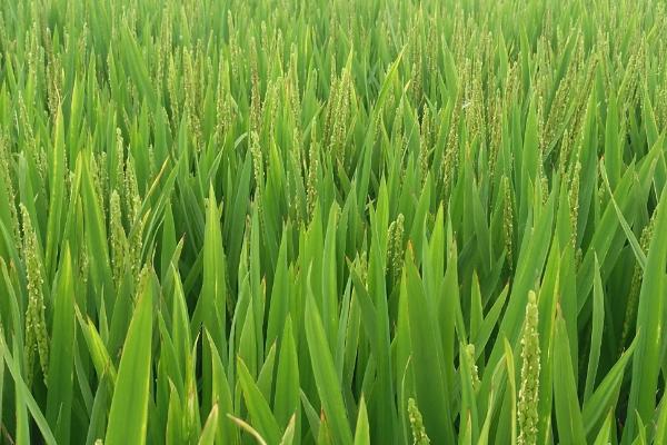 博Ⅱ优1366水稻品种的特性，适播期6月初至7月中旬