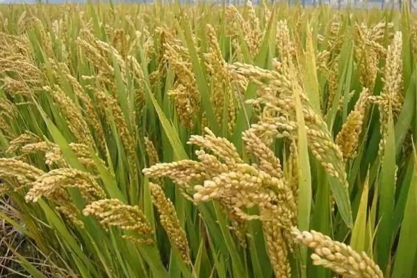 毕粳优3号（区试名称：ZDA/ZT59）水稻种子特征特性，清明节前后播种