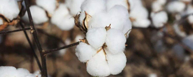 新陆中81号棉花种子介绍，非转抗虫基因早中熟常规品种