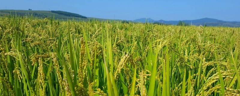新稻52号水稻种子特点，全生育期为157天